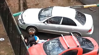 Կովկասյան ճուտիկը աս ...